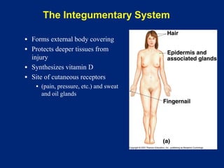 The Integumentary System
▪ Forms external body covering
▪ Protects deeper tissues from
injury
▪ Synthesizes vitamin D
▪ Site of cutaneous receptors
▪ (pain, pressure, etc.) and sweat
and oil glands
 