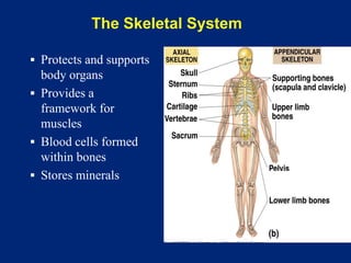 The Skeletal System
▪ Protects and supports
body organs
▪ Provides a
framework for
muscles
▪ Blood cells formed
within bones
▪ Stores minerals
 