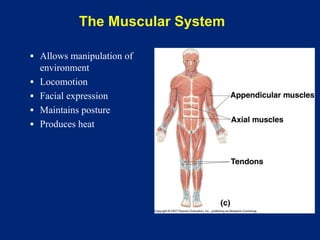 The Muscular System
▪ Allows manipulation of
environment
▪ Locomotion
▪ Facial expression
▪ Maintains posture
▪ Produces heat
 