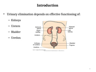 3 Elimination BOWEL AND BLADDER Qehioqejq2jp.pptx