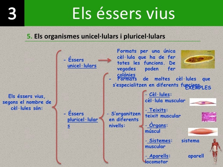 3 Els ssers Vius 3-els-ssers-vius