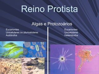 Reino Protista
Algas e Protozoários
Eucariontes
Unicelulares ou pluricelulares
Autótrofos
Eucariontes
Unicelulares
Heterótrofos
 