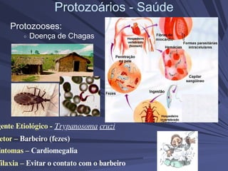 Protozoários - Saúde
Protozooses:
Doença de Chagas
etor – Barbeiro (fezes)
gente Etiológico - Trypanosoma cruzi
intomas – Cardiomegalia
filaxia – Evitar o contato com o barbeiro
 