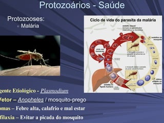 Protozoários - Saúde
Protozooses:
Malária
gente Etiológico - Plasmodium
Vetor – Anopheles / mosquito-prego
omas – Febre alta, calafrio e mal estar
filaxia – Evitar a picada do mosquito
 