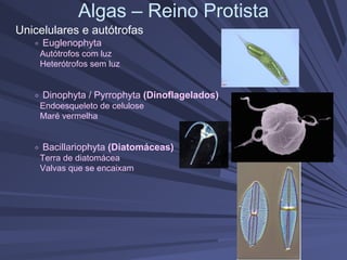Algas – Reino Protista
Unicelulares e autótrofas
Euglenophyta
Autótrofos com luz
Heterótrofos sem luz
Dinophyta / Pyrrophyta (Dinoflagelados)
Endoesqueleto de celulose
Maré vermelha
Bacillariophyta (Diatomáceas)
Terra de diatomácea
Valvas que se encaixam
 