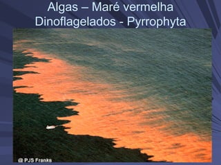 Algas – Maré vermelha
Dinoflagelados - Pyrrophyta
 