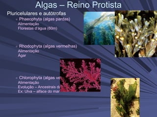 Algas – Reino Protista
Pluricelulares e autótrofas
Phaeophyta (algas pardas)
Alimentação
Florestas d’água (60m)
Rhodophyta (algas vermelhas)
Alimentação
Ágar
Chlorophyta (algas verdes)
Alimentação
Evolução – Ancestrais das plantas terrestres
Ex: Ulva – alface do mar
 