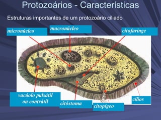 Protozoários - Características
Estruturas importantes de um protozoário ciliado
micronúcleo
vacúolo pulsátil
ou contrátil
citopígeo
citóstoma
macronúcleo citofaringe
cílios
 