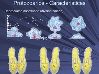 Protozoários - Características
Reprodução assexuada (divisão binária)
Reprodução sexuada (conjugação)
 