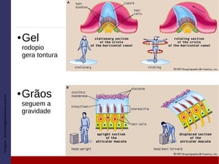 ● Gel
rodopio
gera tontura
Imagem:www.vertigemetontura.com.br
● Grãos
seguem a
gravidade
 