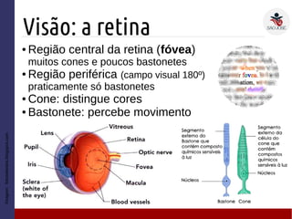 Visão: a retina
● Região central da retina (fóvea)
muitos cones e poucos bastonetes
● Região periférica (campo visual 180º)
praticamente só bastonetes
● Cone: distingue cores
● Bastonete: percebe movimento
Imagem:fotoselentes.blogspot.com
 