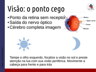 Visão: o ponto cego
● Ponto da retina sem receptor
● Saída do nervo óptico
● Cérebro completa imagem
Imagem:diariodebiologia.com
Tampe o olho esquerdo, focalize a visão no sol e preste
atenção na lua com sua visão periférica. Movimente a
cabeça para frente e para trás
 