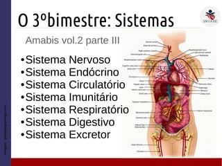 O 3ºbimestre: Sistemas
Amabis vol.2 parte III
|
● Sistema Nervoso
● Sistema Endócrino
● Sistema Circulatório
● Sistema Imunitário
● Sistema Respiratório
● Sistema Digestivo
● Sistema Excretor
Imagem:growablegreetings.com
 