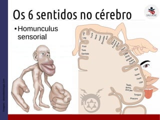 Os 6 sentidos no cérebro
● Homunculus
sensorial
Imagem:diariodebiologia.com
 