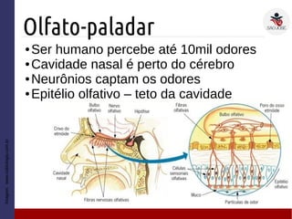 Olfato-paladar
● Ser humano percebe até 10mil odores
● Cavidade nasal é perto do cérebro
● Neurônios captam os odores
● Epitélio olfativo – teto da cavidade
Imagem:www.sobiologia.com.br
 