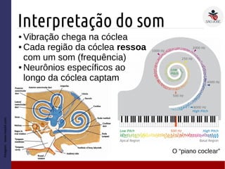 Interpretação do som
Imagem:www.medel.com
● Vibração chega na cóclea
● Cada região da cóclea ressoa
com um som (frequência)
● Neurônios específicos ao
longo da cóclea captam
O “piano coclear”
 