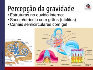 Percepção da gravidade
Imagem:mind42.com
● Estruturas no ouvido interno:
● Sáculo/utrículo com grãos (otólitos)
● Canais semicirculares com gel
 