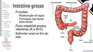 Prof. Kyoshi Beraldo
©
Intestino grosso
• Funções:
• Reabsorção de água
• Formação das fezes
(bolo fecal)
• Flora intestinal produz
vitaminas (K e B12)
• Esfíncter anal no fim do
reto
#01
Sistema
Digestório
Boca
vômito
Estômago
gastrite
pepsina
Int. delgado
geral
enzimas
microvili
Int. grosso
constip.
Curvas pH
apendice
cheiro
Feedbacks
Flora intest.
 