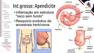 Prof. Kyoshi Beraldo
©
Int.grosso: Apendicite
•Inflamação em estrutura
"saco sem fundo"
•Resquício evolutivo de
ancestrais herbívoros
#01
Sistema
Digestório
Boca
vômito
Estômago
gastrite
pepsina
Int. delgado
geral
enzimas
microvili
Int. grosso
constip.
Curvas pH
apendice
cheiro
Feedbacks
Flora intest.
 