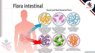 Prof. Kyoshi Beraldo
©
Flora intestinal
 