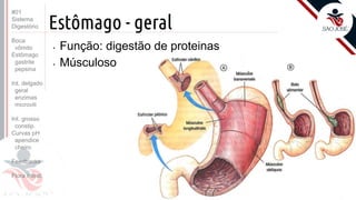 Prof. Kyoshi Beraldo
©
Estômago - geral
• Função: digestão de proteinas
• Músculoso
#01
Sistema
Digestório
Boca
vômito
Estômago
gastrite
pepsina
Int. delgado
geral
enzimas
microvili
Int. grosso
constip.
Curvas pH
apendice
cheiro
Feedbacks
Flora intest.
 