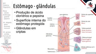 Prof. Kyoshi Beraldo
©
Estômago - glândulas
• Produção de ácido
clorídrico e pepsina
• Superfície interna do
estômago protegida
• Glândulas em
criptas
#01
Sistema
Digestório
Boca
vômito
Estômago
gastrite
pepsina
Int. delgado
geral
enzimas
microvili
Int. grosso
constip.
Curvas pH
apendice
cheiro
Feedbacks
Flora intest.
 