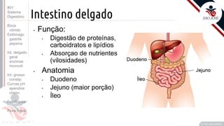 Prof. Kyoshi Beraldo
©
Intestino delgado
• Função:
• Digestão de proteínas,
carboidratos e lipídios
• Absorçao de nutrientes
(vilosidades)
• Anatomia
• Duodeno
• Jejuno (maior porção)
• Íleo
#01
Sistema
Digestório
Boca
vômito
Estômago
gastrite
pepsina
Int. delgado
geral
enzimas
microvili
Int. grosso
constip.
Curvas pH
apendice
cheiro
Feedbacks
Flora intest.
 