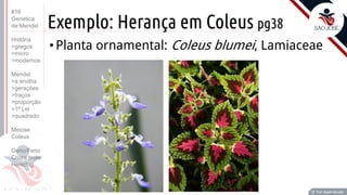 Prof. Kyoshi Beraldo
©
Exemplo: Herança em Coleus pg38
•Planta ornamental: Coleus blumei, Lamiaceae
Prof. Kyoshi Beraldo
©
#16
Genetica
de Mendel
História
>gregos
>micro
>modernos
Mendel
>a ervilha
>gerações
>traços
>proporção
>1ª Lei
>quadrado
Meiose
Coleus
Geno/Feno
Cruza teste
Heredog
 