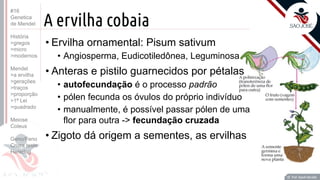 Prof. Kyoshi Beraldo
©
A ervilha cobaia
• Ervilha ornamental: Pisum sativum
• Angiosperma, Eudicotiledônea, Leguminosa
• Anteras e pistilo guarnecidos por pétalas
• autofecundação é o processo padrão
• pólen fecunda os óvulos do próprio indivíduo
• manualmente, é possível passar pólen de uma
flor para outra -> fecundação cruzada
• Zigoto dá origem a sementes, as ervilhas
Prof. Kyoshi Beraldo
©
#16
Genetica
de Mendel
História
>gregos
>micro
>modernos
Mendel
>a ervilha
>gerações
>traços
>proporção
>1ª Lei
>quadrado
Meiose
Coleus
Geno/Feno
Cruza teste
Heredog
 