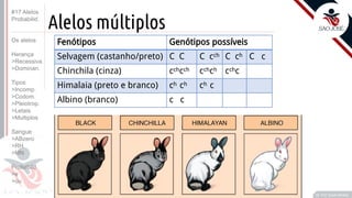 ©
Alelos múltiplos
Prof. Kyoshi Beraldo
©
Fenótipos Genótipos possíveis
Selvagem (castanho/preto) C C C cch C ch C c
Chinchila (cinza) cchcch cchch cchc
Himalaia (preto e branco) ch ch ch c
Albino (branco) c c
#17 Alelos
Probabilid.
Os alelos
Herança
>Recessiva
>Dominan.
Tipos
>Incomp.
>Codom.
>Pleiotrop.
>Letais
>Multiplos
Sangue
>ABzero
>RH
>MN
Probabild.
>e
>ou
 