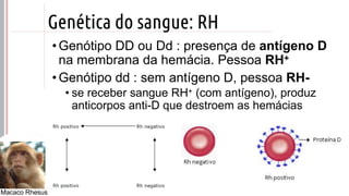 ©
Genética do sangue: RH
• Genótipo DD ou Dd : presença de antígeno D
na membrana da hemácia. Pessoa RH+
• Genótipo dd : sem antígeno D, pessoa RH-
• se receber sangue RH+ (com antígeno), produz
anticorpos anti-D que destroem as hemácias
Macaco Rhesus
 