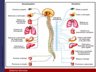Imagem:crv.educacao.mg.gov.br
Simpático x Parassimpático
Sistema Nervoso
 