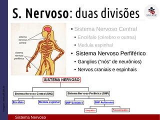 ● Sistema Nervoso Central
● Encéfalo (cérebro e outros)
● Medula espinhal
● Sistema Nervoso Perfiférico
● Ganglios (“nós” de neurônios)
● Nervos craniais e espinhais
Imagem:www.afh.bio.br
S. Nervoso: duas divisões
Sistema Nervoso
 