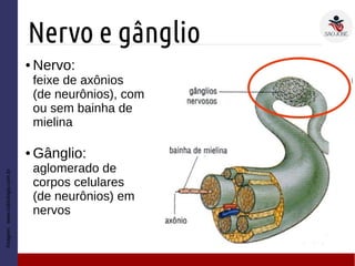 Nervo e gânglio
● Nervo:
feixe de axônios
(de neurônios), com
ou sem bainha de
mielina
● Gânglio:
aglomerado de
corpos celulares
(de neurônios) em
nervos
Imagem:www.sobiologia.com.br
 