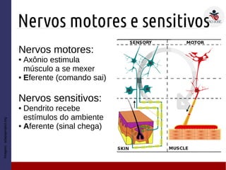 Nervos motores e sensitivos
Nervos motores:
● Axônio estimula
músculo a se mexer
● Eferente (comando sai)
Nervos sensitivos:
● Dendrito recebe
estímulos do ambiente
● Aferente (sinal chega)
Imagem:adapaproject.org
 
