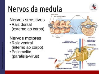 Nervos da medula
Nervos sensitivos
● Raiz dorsal
(externo ao corpo)
Nervos motores
● Raiz ventral
(interno ao corpo)
● Poliomelite
(paralisia-vírus)
Imagem:www.psicanaliseesaude.com.br
 