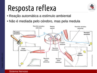 ● Reação automática a estímulo ambiental
● Não é mediada pelo cérebro, mas pela medula
Imagem:AMABISvol.2
Resposta reflexa
Sistema Nervoso
 