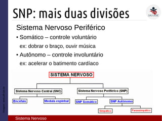 Sistema Nervoso Periférico
● Somático – controle voluntário
ex: dobrar o braço, ouvir música
● Autônomo – controle involuntário
ex: acelerar o batimento cardíaco
Imagem:www.afh.bio.br
SNP: mais duas divisões
Sistema Nervoso
 