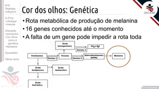 ©
Cor dos olhos: Genética
•Rota metabólica de produção de melanina
•16 genes conhecidos até o momento
•A falta de um gene pode impedir a rota toda
Prof. Kyoshi Beraldo
©
#18
Segrega.
independ.
A 2ºLei
>citologia
>meiose
Interação
>periquitos
>cor olhos
como é
genética
>epistasia
Quantitativ.
Olhos raros
 