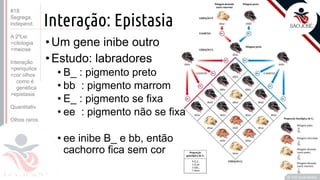 ©
Interação: Epistasia
•Um gene inibe outro
•Estudo: labradores
• B_ : pigmento preto
• bb : pigmento marrom
• E_ : pigmento se fixa
• ee : pigmento não se fixa
• ee inibe B_ e bb, então
cachorro fica sem cor
Prof. Kyoshi Beraldo
©
#18
Segrega.
independ.
A 2ºLei
>citologia
>meiose
Interação
>periquitos
>cor olhos
como é
genética
>epistasia
Quantitativ.
Olhos raros
 