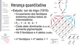 ©
Herança quantitativa
Prof. Kyoshi Beraldo
©
•Estudo: cor do trigo (1910)
• Cruzamento dos fenótipos
extremos produz todos os
intermediários
• F2 - 1 : 4 : 6 : 4 : 1
• Cada alelo dominante (A ou B)
aumenta pigmentação
• Há 5 fenótipos e 4 alelos (AaBb)
• nº fenótipos = nº alelos + 1
#18
Segrega.
independ.
A 2ºLei
>citologia
>meiose
Interação
>periquitos
>cor olhos
como é
genética
>epistasia
Quantitativ.
Olhos raros
 