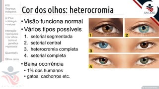 ©
Cor dos olhos: heterocromia
•Visão funciona normal
•Vários tipos possíveis
1. setorial segmentada
2. setorial central
3. heterocromia completa
4. setorial completa
• Baixa ocorrência
• 1% dos humanos
• gatos, cachorros etc.
Prof. Kyoshi Beraldo
©
#18
Segrega.
independ.
A 2ºLei
>citologia
>meiose
Interação
>periquitos
>cor olhos
como é
genética
>epistasia
Quantitativ.
Olhos raros
 