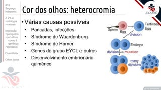 ©
Cor dos olhos: heterocromia
•Várias causas possíveis
• Pancadas, infecções
• Síndrome de Waardenburg
• Síndrome de Horner
• Genes do grupo EYCL e outros
• Desenvolvimento embrionário
quimérico
Prof. Kyoshi Beraldo
©
#18
Segrega.
independ.
A 2ºLei
>citologia
>meiose
Interação
>periquitos
>cor olhos
como é
genética
>epistasia
Quantitativ.
Olhos raros
 