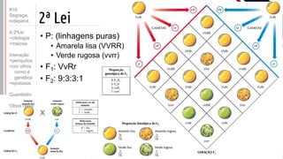 ©
2ª Lei
Prof. Kyoshi Beraldo
©
• P: (linhagens puras)
• Amarela lisa (VVRR)
• Verde rugosa (vvrr)
• F1: VvRr
• F2: 9:3:3:1
#18
Segrega.
independ.
A 2ºLei
>citologia
>meiose
Interação
>periquitos
>cor olhos
como é
genética
>epistasia
Quantitativ.
Olhos raros
 