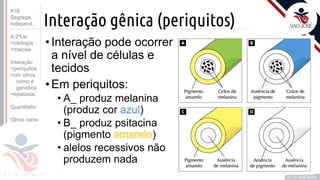 ©
Interação gênica (periquitos)
Prof. Kyoshi Beraldo
©
#18
Segrega.
independ.
A 2ºLei
>citologia
>meiose
Interação
>periquitos
>cor olhos
como é
genética
>epistasia
Quantitativ.
Olhos raros
 
