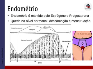 Endométrio
● Endométrio é mantido pelo Estrógeno e Progesterona
● Queda no nível hormonal: descamação e menstruação
Imagem:www2.unifesp.br
 