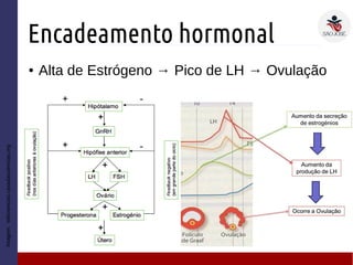 Encadeamento hormonal
● Alta de Estrógeno → Pico de LH → Ovulação
Imagem:wikiciencias.casadasciencias.org
 