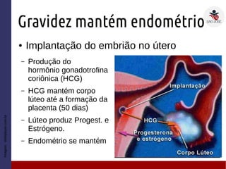 Gravidez mantém endométrio
● Implantação do embrião no útero
Imagem:slideplayer.com.br
– Produção do
hormônio gonadotrofina
coriônica (HCG)
– HCG mantém corpo
lúteo até a formação da
placenta (50 dias)
– Lúteo produz Progest. e
Estrógeno.
– Endométrio se mantém
 