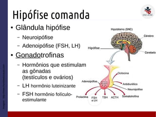 Hipófise comanda
Imagem:http://www.mundoeducacao.com
● Glândula hipófise
– Neuroipófise
– Adenoipófise (FSH, LH)
● Gonadotrofinas
– Hormônios que estimulam
as gônadas
(testículos e ovários)
– LH hormônio luteinizante
– FSH hormônio folículo-
estimulante
 