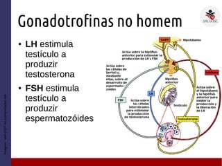 Gonadotrofinas no homem
● LH estimula
testículo a
produzir
testosterona
● FSH estimula
testículo a
produzir
espermatozóides
Imagem:stef-0107.no.comunidades.net
 